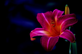 Картинка цветы лилии лилейники макро лепестки