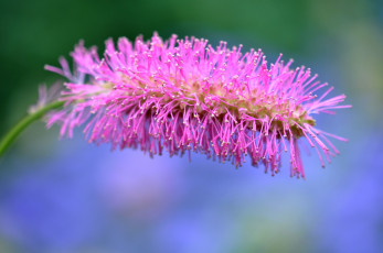 Картинка цветы макро