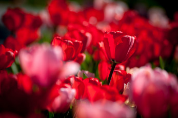 Картинка цветы тюльпаны бутоны боке