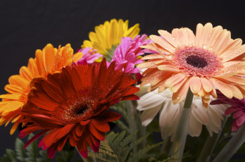 Картинка цветы герберы разноцветный