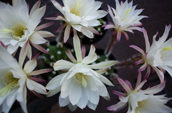 Картинка цветы кактусы белый