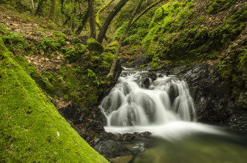 Картинка sveadal california природа реки озера река лес мох калифорния сведал