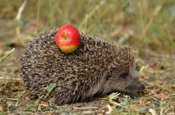 Картинка животные ежи колючки яблоко