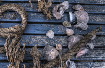 Картинка разное ракушки кораллы декоративные spa камни веревка