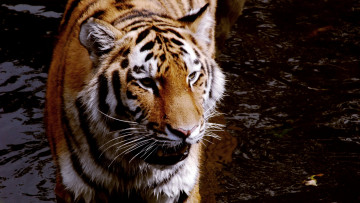 Картинка животные тигры кошка морда