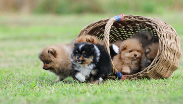 Картинка животные собаки щенки корзина