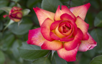 Картинка цветы розы пестрый