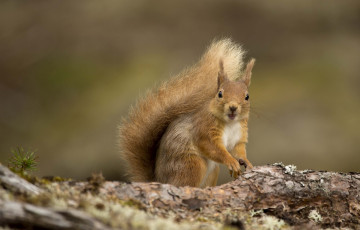Картинка животные белки рыжик