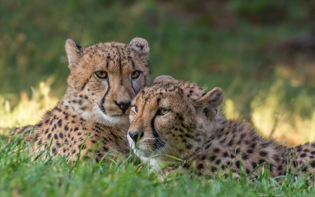 Обои картинки фото животные, гепарды, парочка