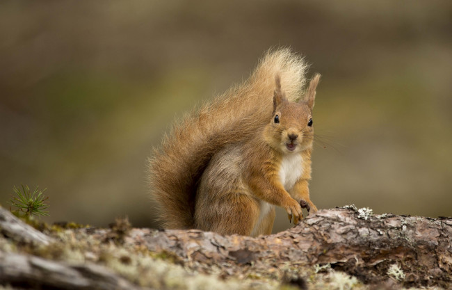 Обои картинки фото животные, белки, рыжик
