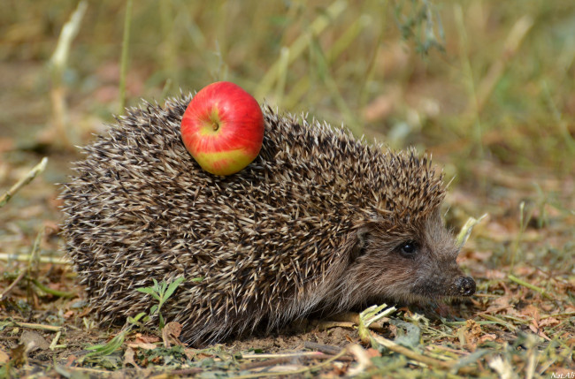 Обои картинки фото животные, ежи, колючки, яблоко
