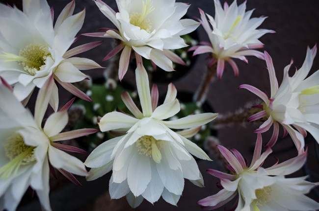 Обои картинки фото цветы, кактусы, белый