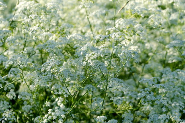 Обои картинки фото кружева, королевы, анны, цветы, луговые, полевые, дикая, морковь
