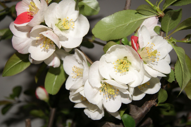 Обои картинки фото цветы, цветущие, деревья, кустарники, ветка, лепестки