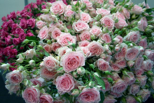 Обои картинки фото цветы, розы, охапка