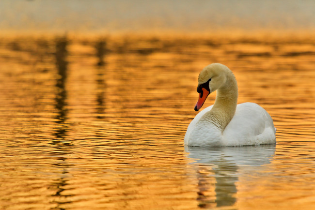 Обои картинки фото животные, лебеди, закат, шипун