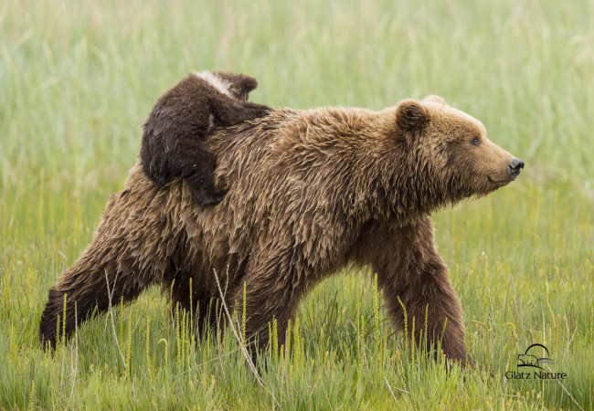 Обои картинки фото животные, медведи, пассажир, медвежонок, мама