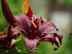 Картинка цветы лилии +лилейники лилия бутоны цветение