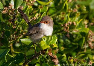 Картинка животные птицы птица зелень листья