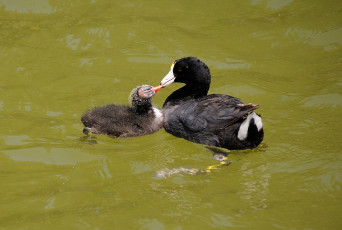 Картинка животные утки плавают вода
