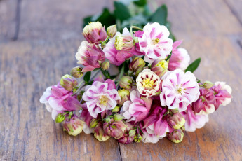 Картинка цветы аквилегия+ водосбор цветение букет