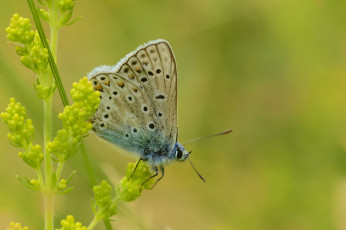 Картинка животные бабочки макро зелёный фон бабочка растение