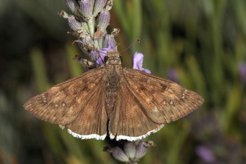 Картинка животные бабочки моль