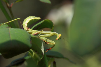Картинка животные богомолы богомол зелень природа макро