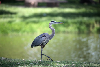 Картинка животные цапли +выпи птица клюв вода цапля