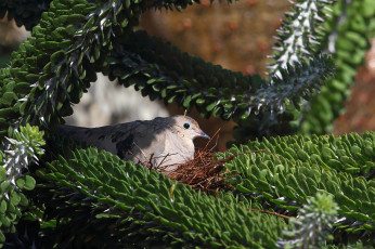 Картинка животные голуби птица растение капли