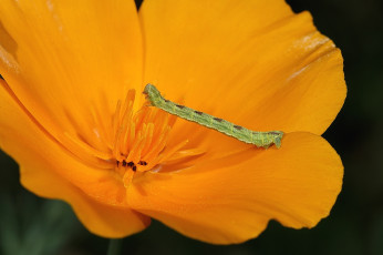 Картинка животные гусеницы цветок оранжевый гусеница