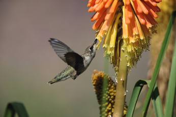 Картинка животные колибри птица цветы опыление