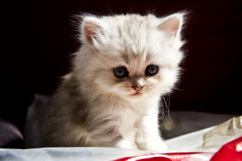 Картинка животные коты кроха