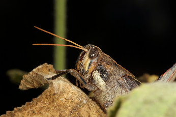Картинка животные кузнечики +саранча насекомое кузнечик макро