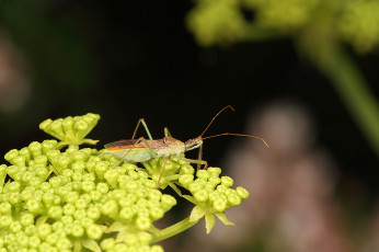 Картинка животные насекомые растение насекомое природа макро