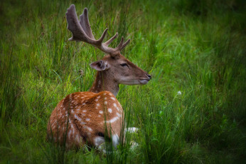 Картинка животные олени рога олень пятнистый трава луг