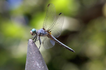Картинка животные стрекозы стрекоза насекомое крылья