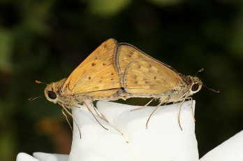 Картинка животные бабочки моли пара