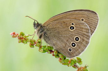 Картинка животные бабочки растение цветок бабочка фон