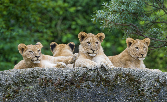 Обои картинки фото животные, львы