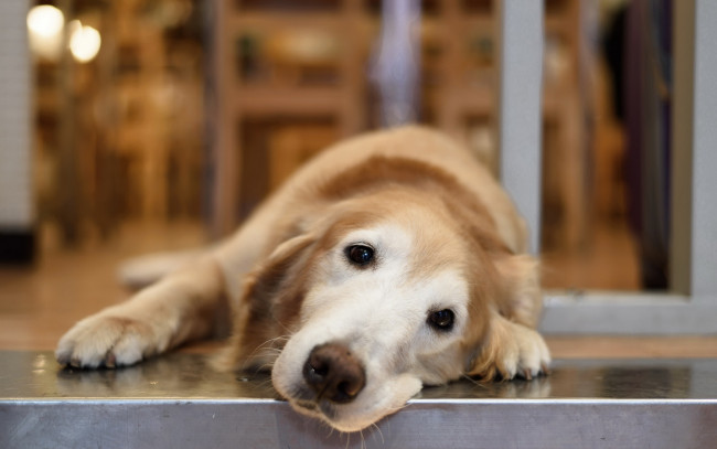 Обои картинки фото животные, собаки, собака, взгляд, друг