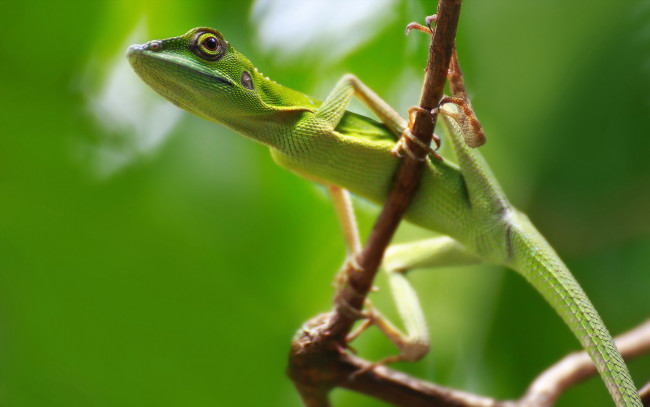 Обои картинки фото животные, Ящерицы,  игуаны,  вараны, ящерица, природа, фон