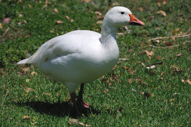 Обои картинки фото животные, гуси, гусь, трава