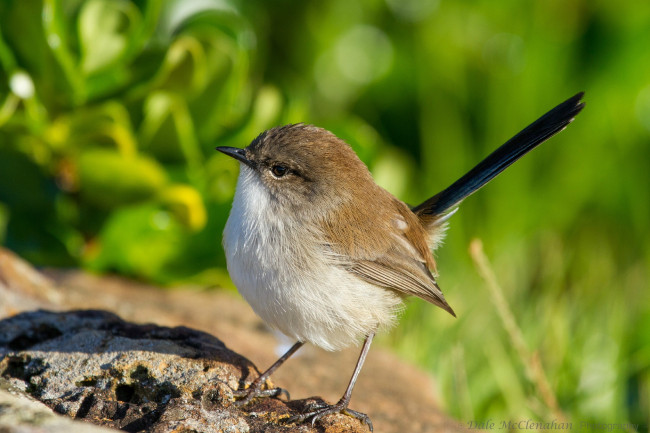 Обои картинки фото животные, птицы, птица, зелень, листья