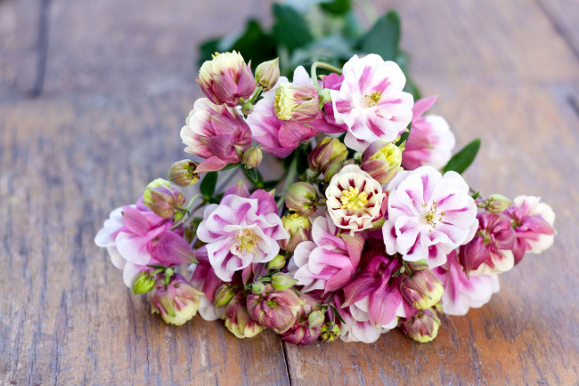 Обои картинки фото цветы, аквилегия , водосбор, цветение, букет