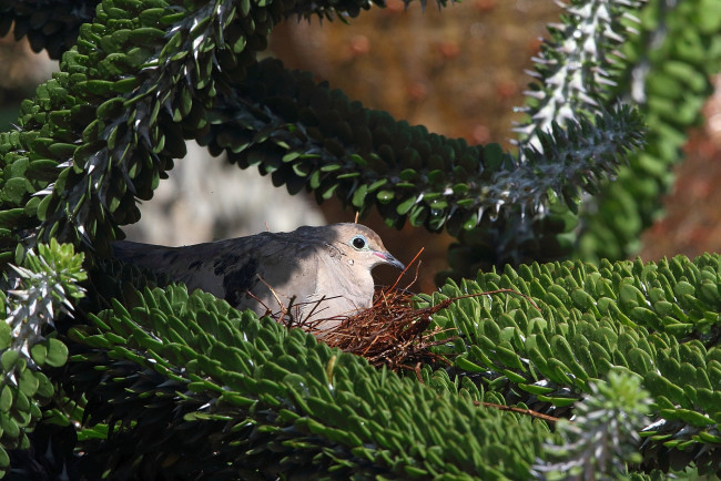 Обои картинки фото животные, голуби, птица, растение, капли