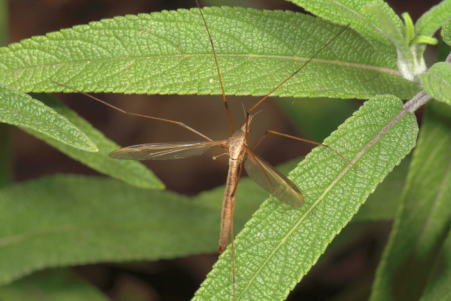 Обои картинки фото животные, насекомые, насекомое, комар, растения, макро