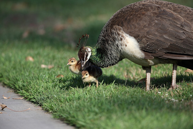 Обои картинки фото животные, павлины, павлин, птенцы, луг, трава