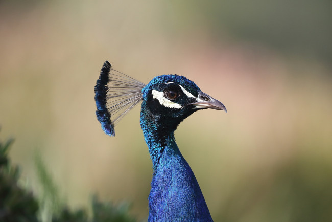 Обои картинки фото животные, павлины, птица, хохолок, павлин, синий