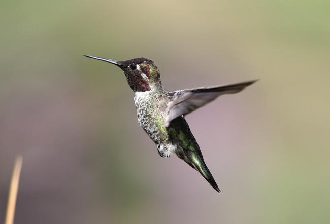 Обои картинки фото животные, колибри, птица, полёт